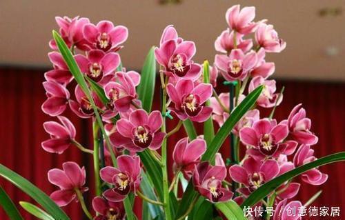 5种漂亮花,家里养一盆,清香四溢,是阳台盆栽佳品!