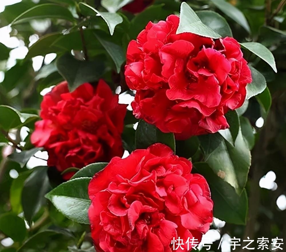 此茶花，比牡丹还美，花姿雍容大气，香味醇正悠远，新手也能养好