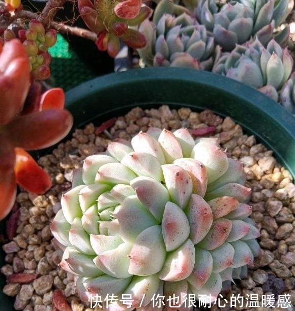 春天买多肉,三思而后行,买多了家里放不下,肉不在多而在精