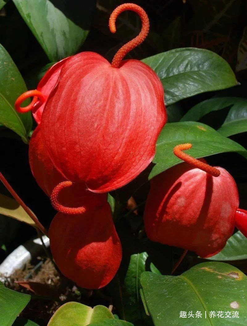 红掌和火鹤花是同一种植物花朵为啥会变绿，如何让它复花