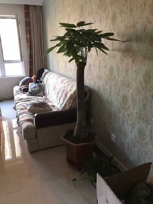  难养|当心5种“娇气花”，冬天最难养！条件不够高手也养不活！