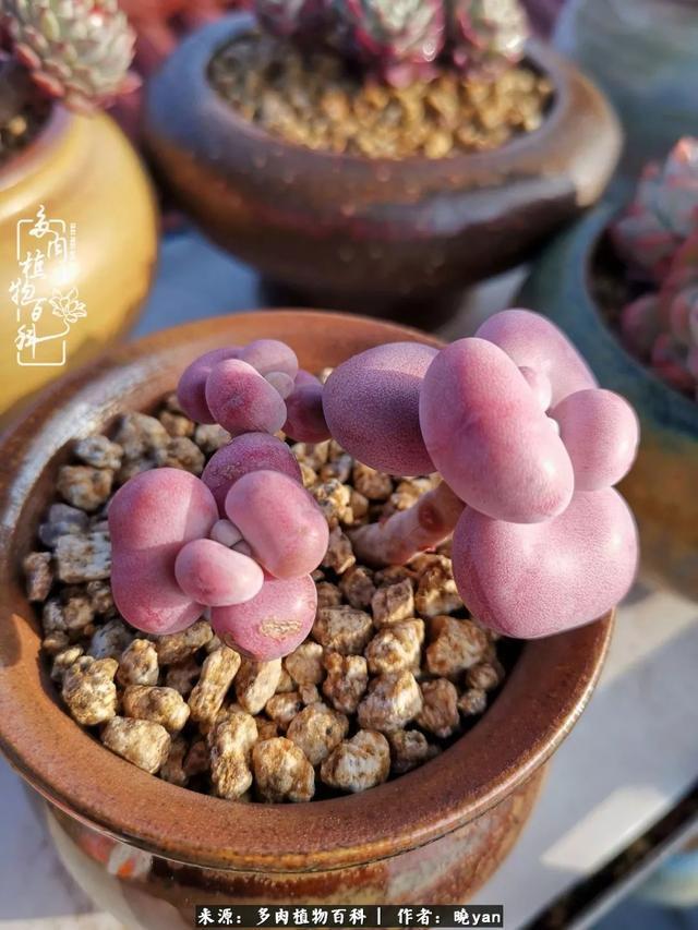 养多肉近四年，一路的走来，阳光总在风雨后！