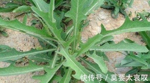 苦菜|农村一种常见野菜，每天能吃一次，身体健康不用愁，能防治癌症