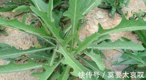 苦菜|农村一种常见野菜,每天能吃一次,身体健康不用愁,能防治癌症