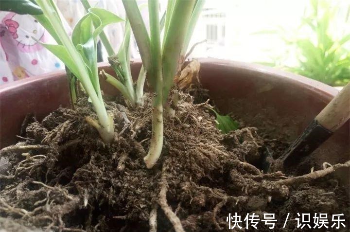 伤口|秋天给花铲一锹,一盆变五盆,根本不用扦插!