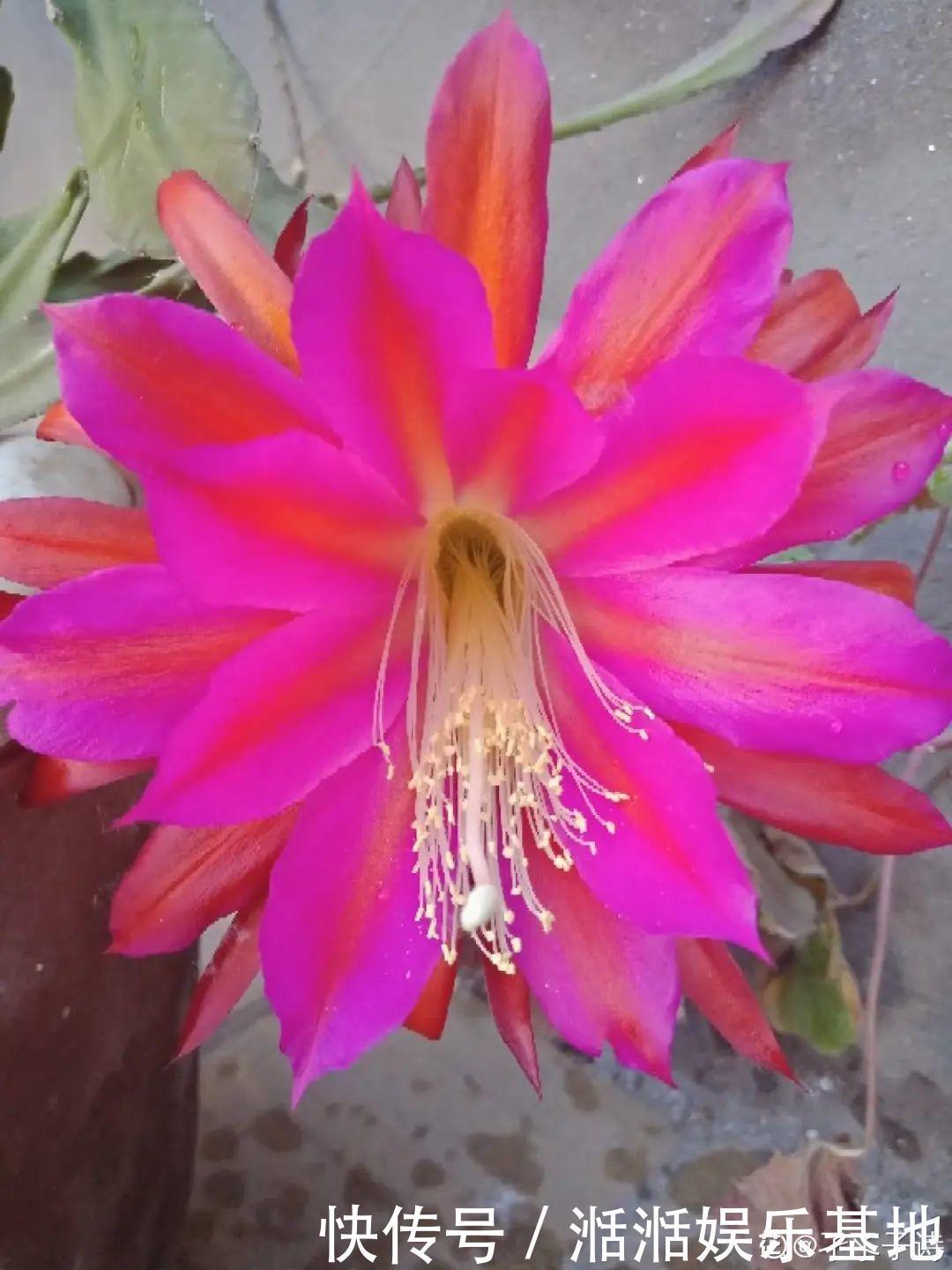 大爷家荷花种在花盆里,1次开花20朵,比巴掌还大!