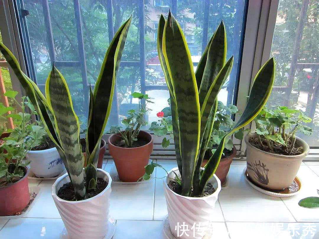 6种健康花,适合室内养,能净化空气,寓意好,高档大气很舒心