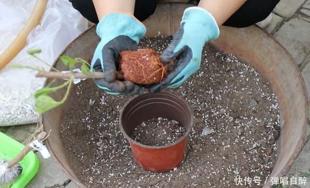 养花土壤别乱用,加上3种东西,肥力足了,几年不用换盆