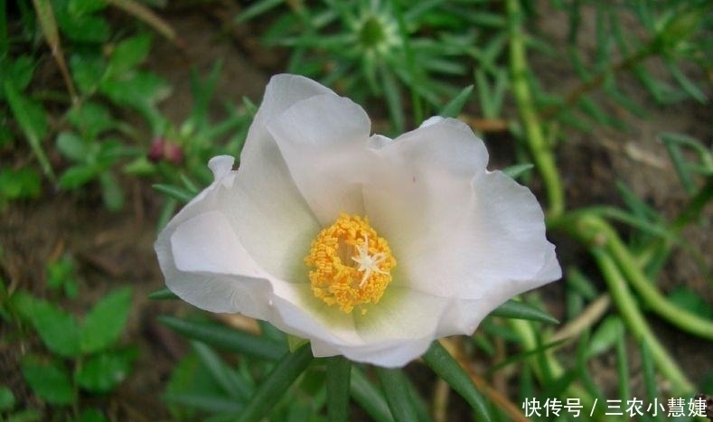 太阳花的种植技巧