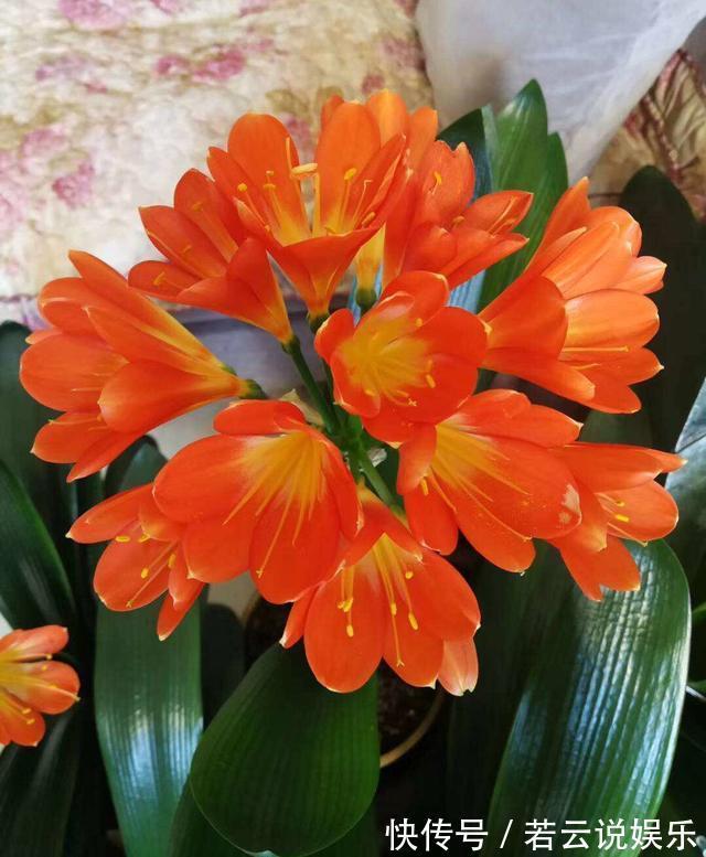 石蒜科|君子兰的“叶片”,别随便剪,否则一年都不会有花开,长不旺