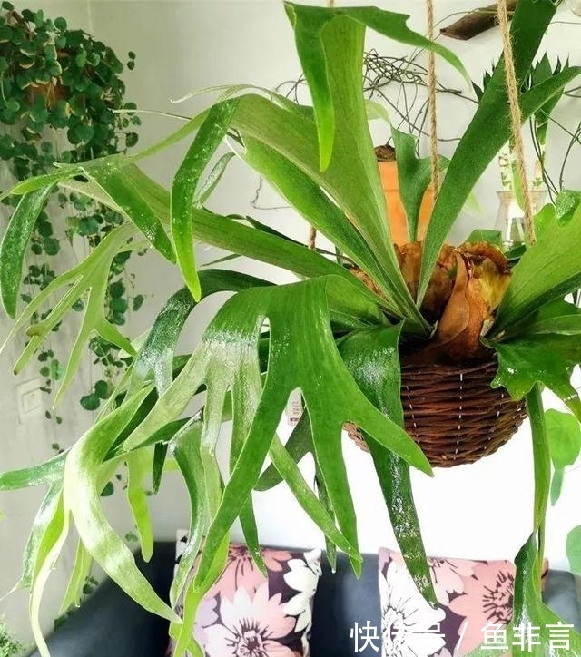 13种耐阴花卉，光照不足也能生长旺盛，开花茂密