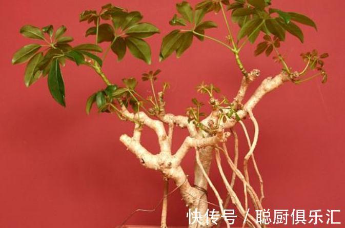 盆栽鸭掌木追肥用什么肥好,赶快来了解一下吧