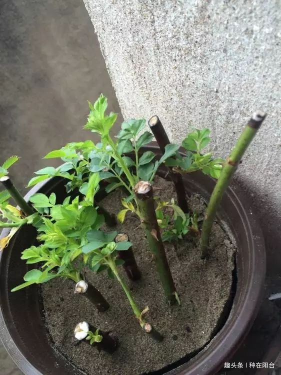 零成本将90地球植物种在阳台上 ，台长教你水陆两栖扦插法