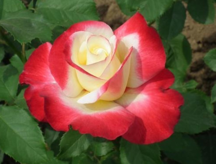 养花|“珍品玫瑰”清澄,花团锦簇,四季常开,可以说养花必备