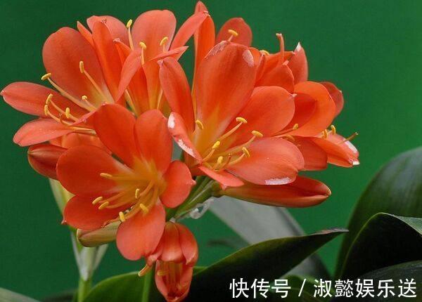 君子兰|君子兰花箭“闷坏了”,夹箭严重怎么救教你一招