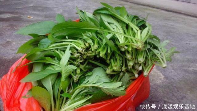 城里人|這野草聞起來臭烘烘,作用多味道爽口,城里人愛不釋手
