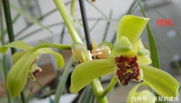 蕙兰|请欣赏蕙兰的新八种介绍及开品图片