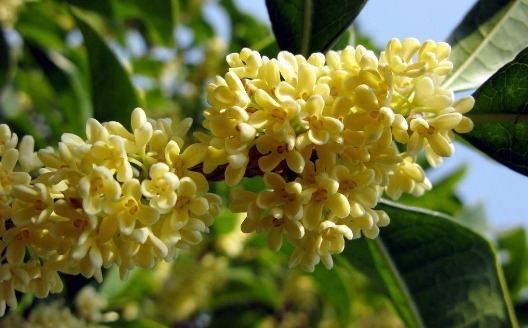 盆栽桂花怎么养养护记住以下3点，枝叶繁茂，花开满园香味扑鼻