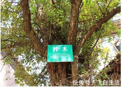 树干|农村树木浑身是刺,砍柴都不要,却不知去皮后价值大,千元一棵
