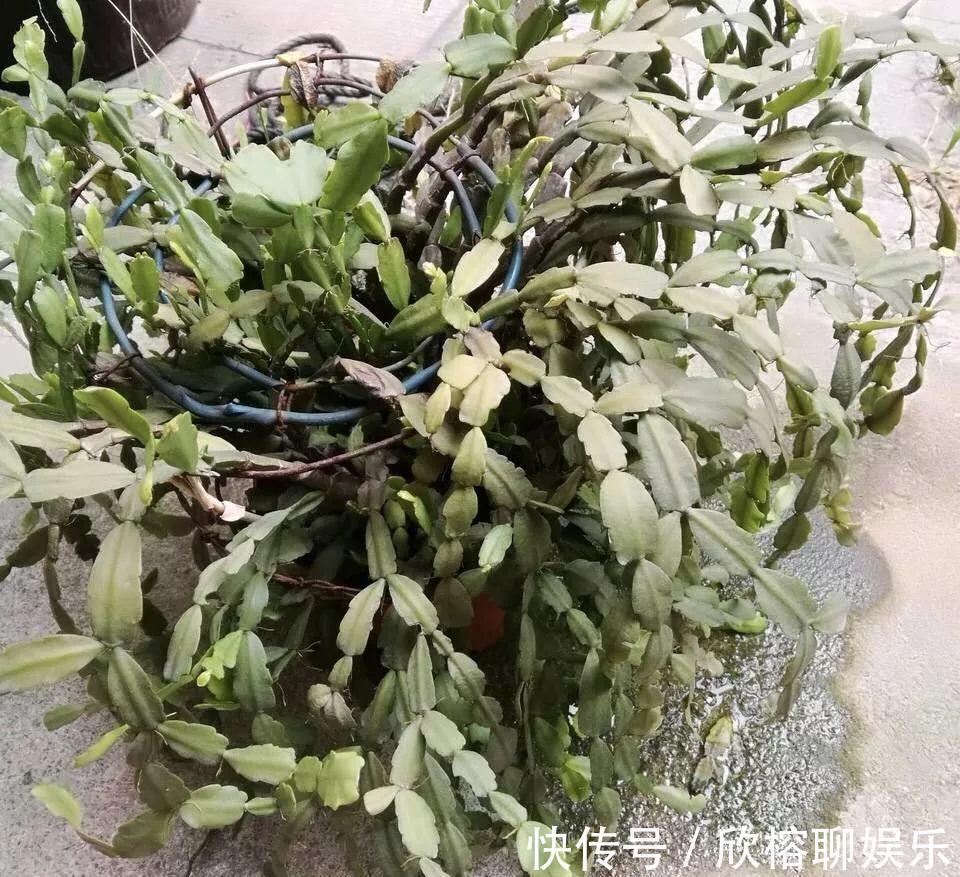 9月给天竺葵剪个短发,过冬前就能窜叶子,明年春天开成大花球!