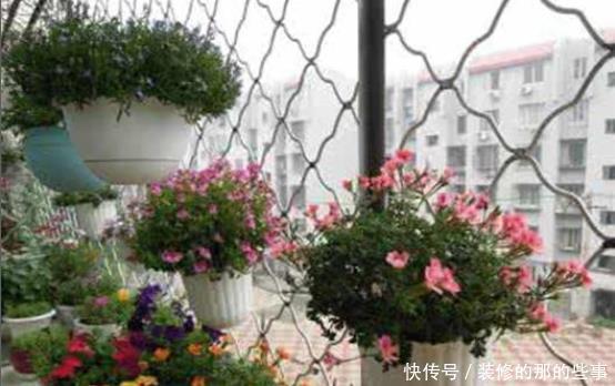 妖教|养花必修课,蓝妖教你认识最前沿的种植基质