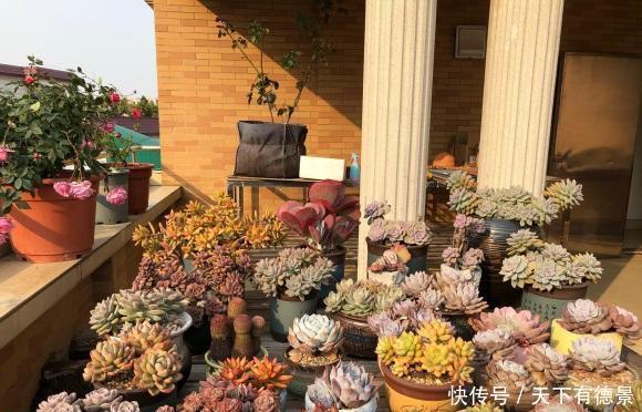 春天的肉肉怎么浇水?分2种情况,多浇水,有利于安全度夏