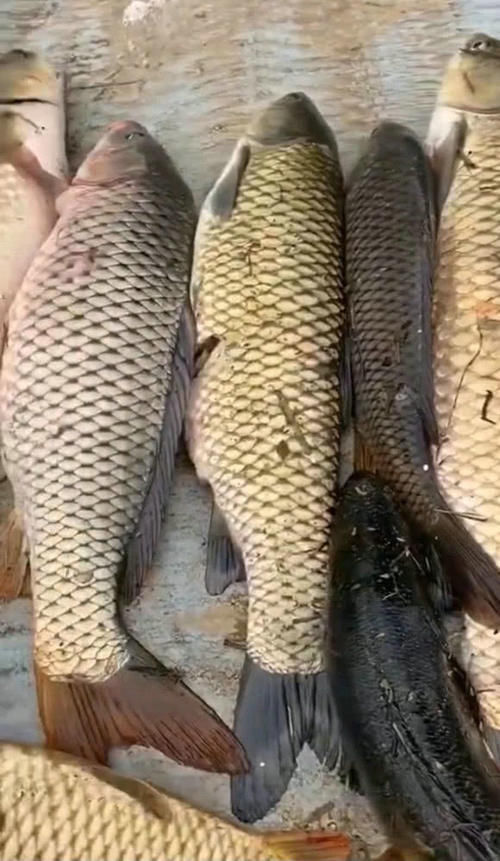 男子湘江“可视化锚鱼”,几十斤大鱼接连上岸,网友:能钓光湘江鱼