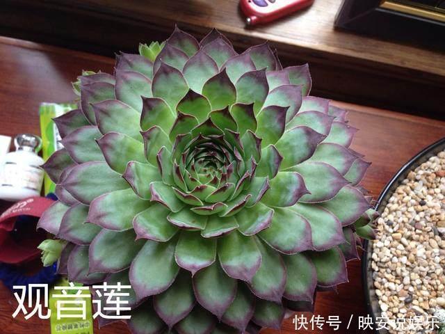 这种多肉掉地上就生根,一年可变几百盆,生的小崽在周围,美极了