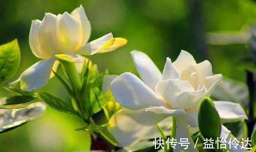 花蕾|几款花卉,花大色艳胜玫瑰,四季有花开,花香四溢飘满屋