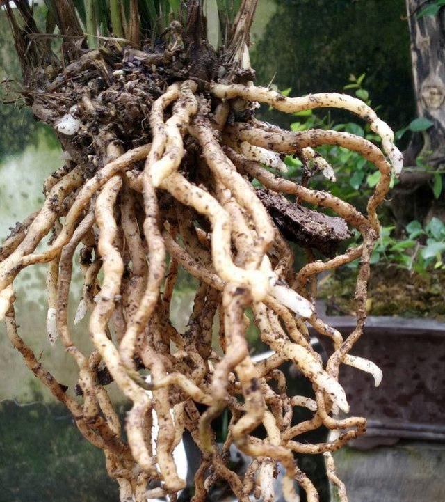 老爸用这个植料养兰,呼呼冒出大白根,又壮又多