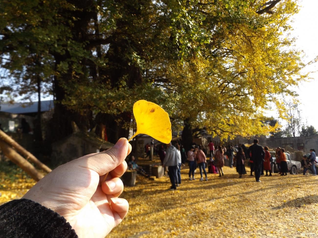  秋日|罗大寨村百年银杏，秋日美得真真切切！