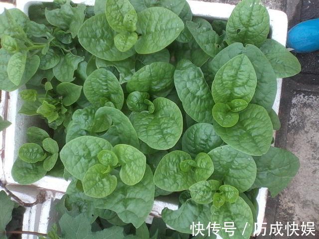 阳台上最好养的“3种菜”,种一次,吃不完,收获一盆又一盆