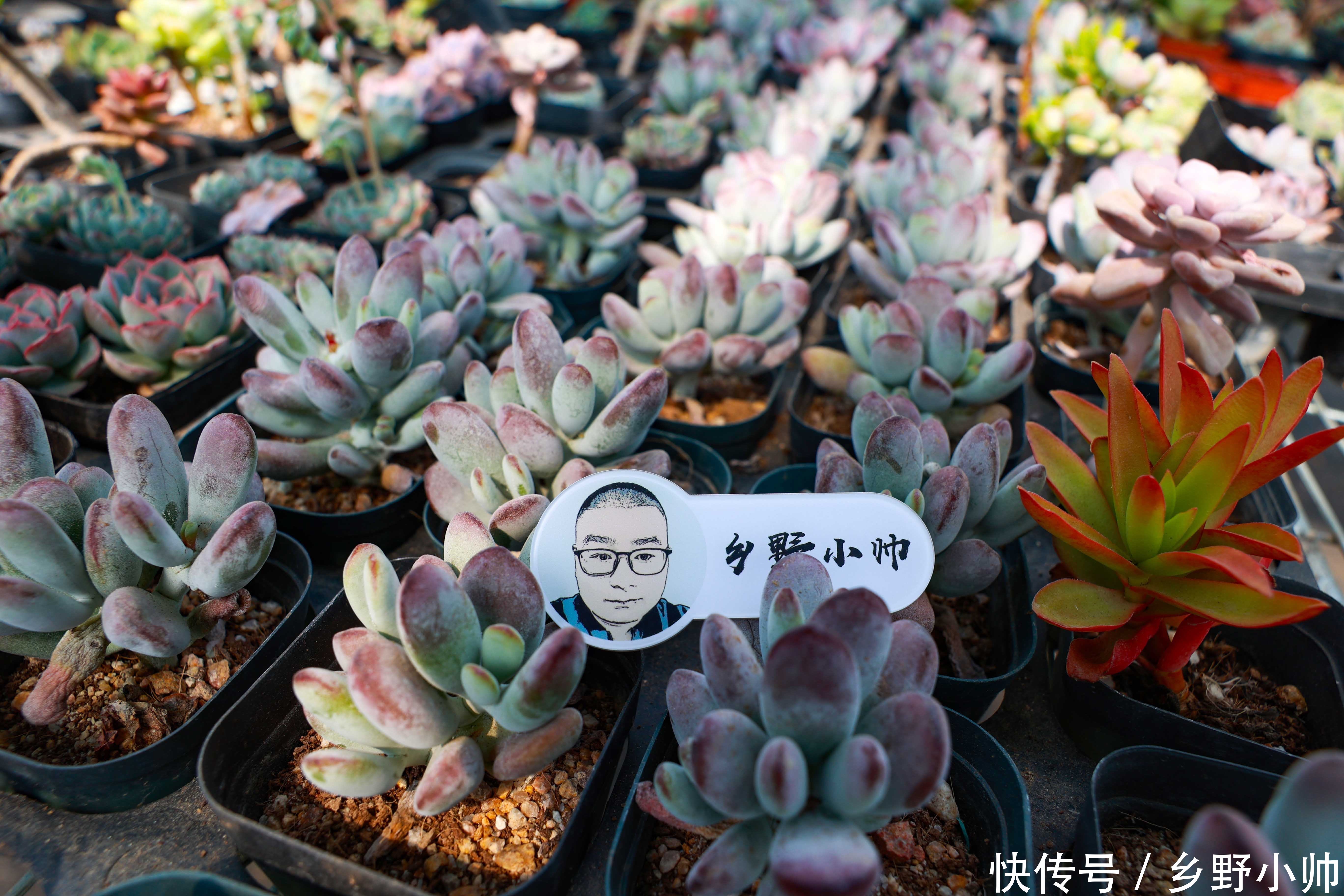 姬星美人|好花配好器， 学会这些搭配技巧，肉肉更美更漂亮