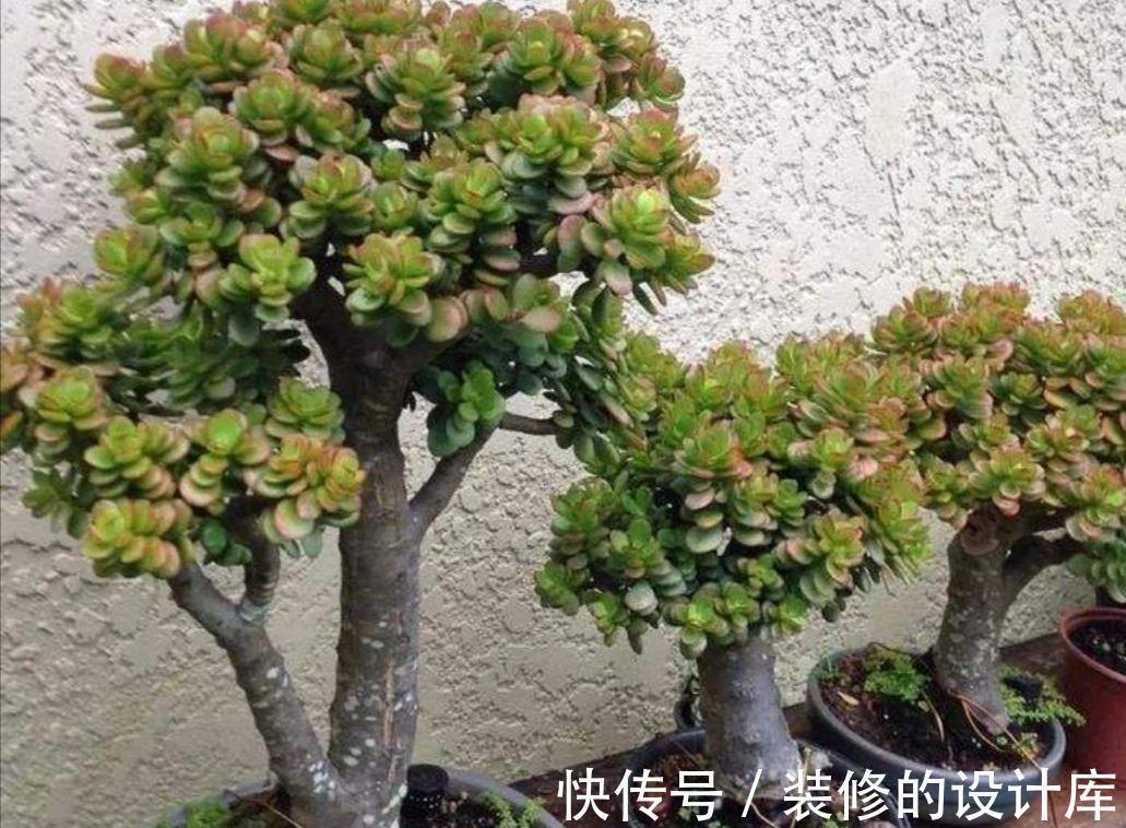 叶片|4种漂亮花，适合“穷养”，用小盆多晒晒，长得更好看