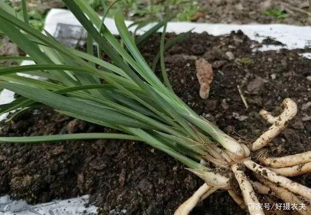 兰花换植料后,叶片有点萎蔫,是不服盆吗