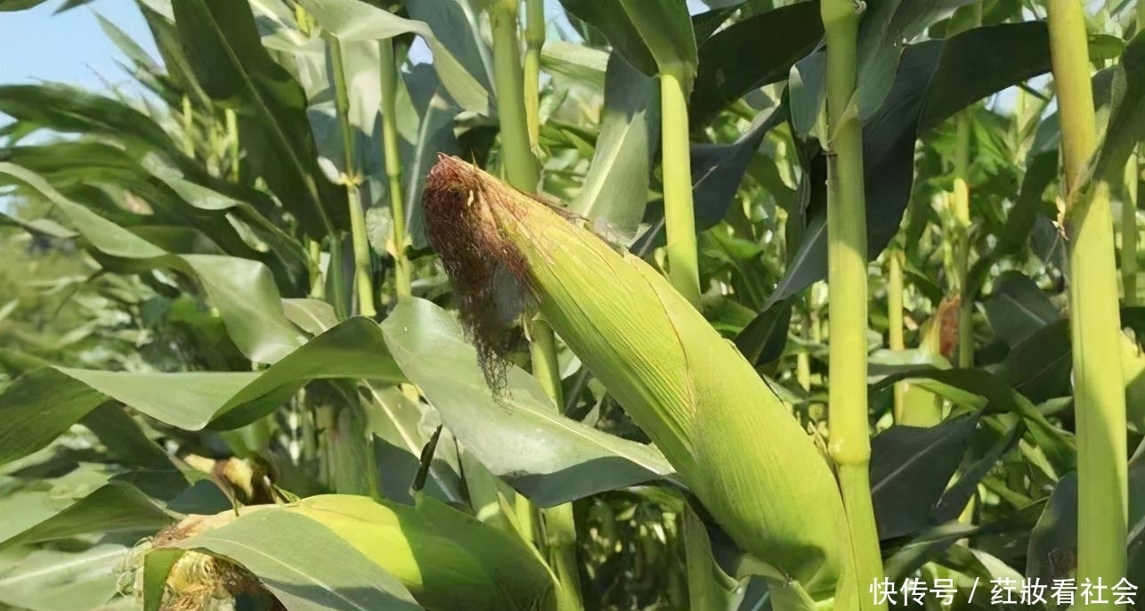 夸人|人们常说的:四体不勤,五谷不分,意思是骂人还是夸人呢?