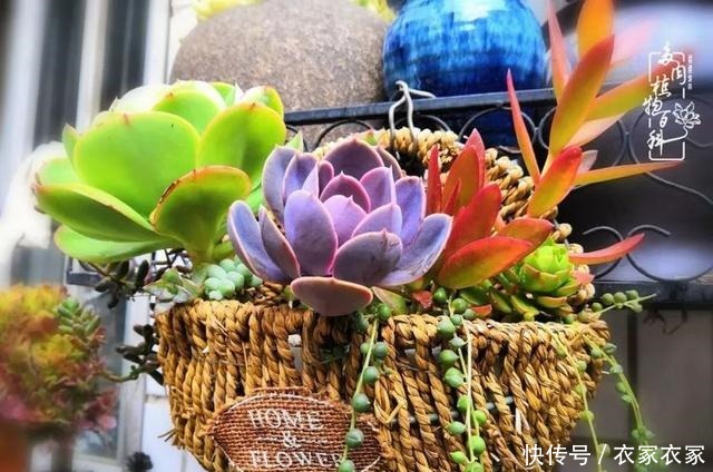 如何让多肉变美看看我是如何宠它们的!如何让多肉变美看看我是如何宠它们的!