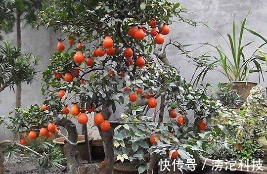 gt|什么绿萝、发财树都不如“2种树”,养人又旺财,1-2年成盆景