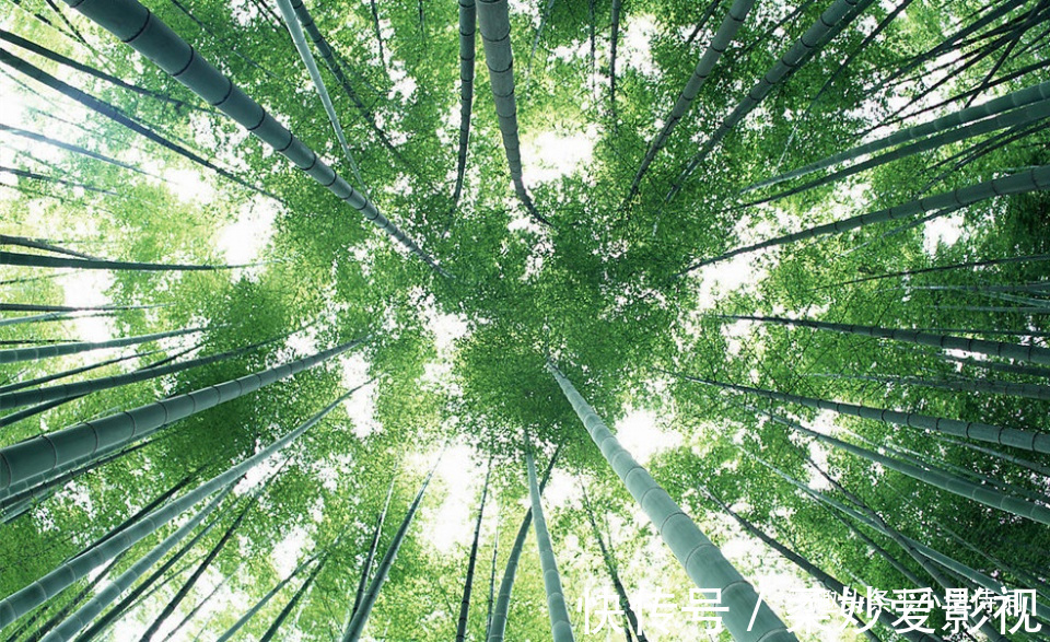 咏竹诗$李贺的一首咏竹诗，竹子的形象与诗人合二为一，读来让人感慨不已