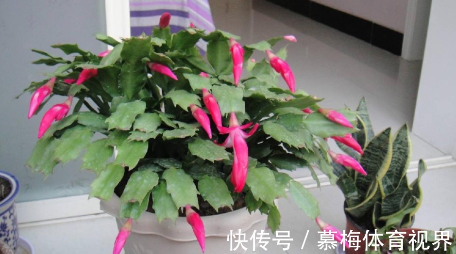 蟹爪兰度夏如渡劫,日常盆栽做好此3点,秋凉才能呼呼窜花苞