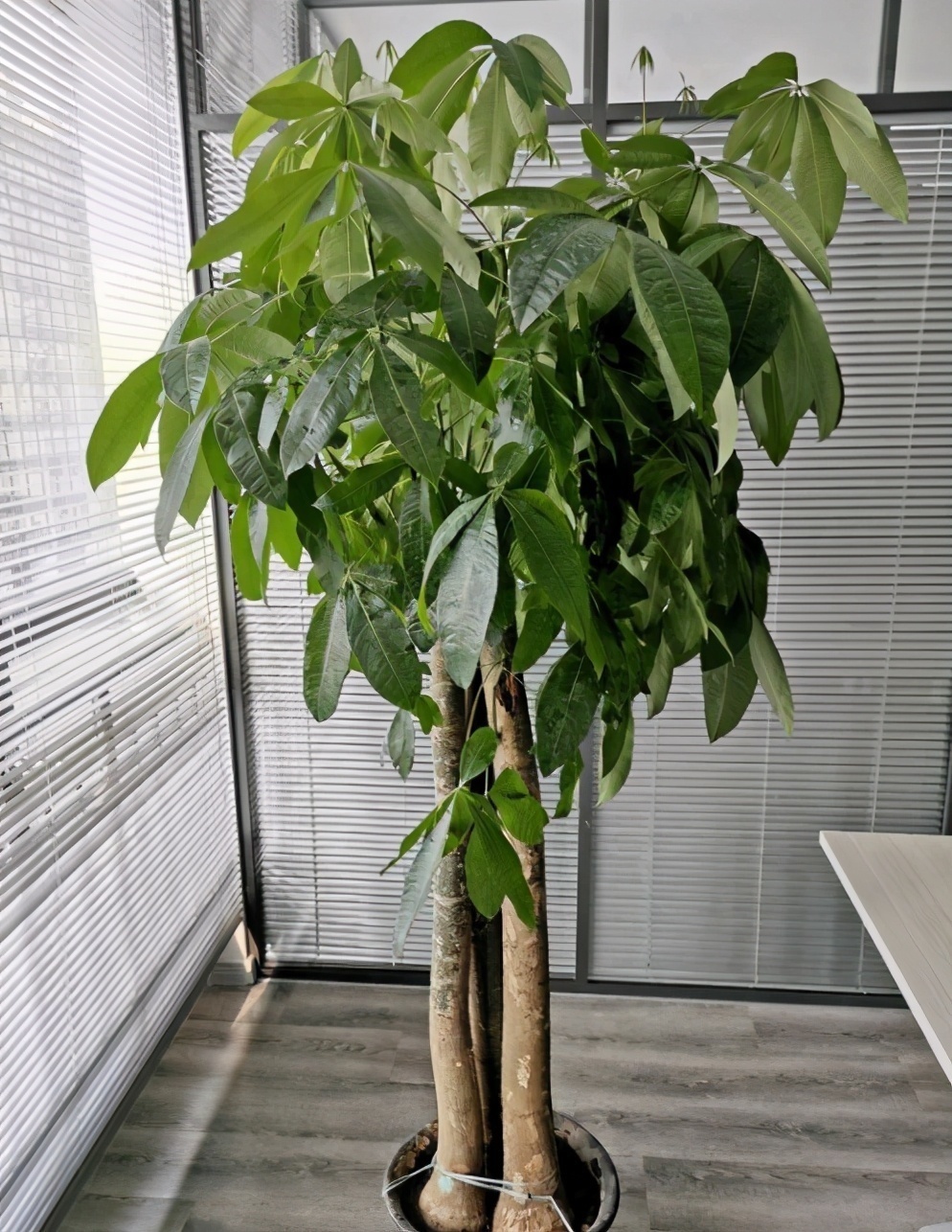 如果想在卧室养花,4种花尽量别养卧室,对身体没好处