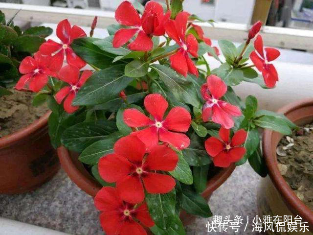 长春花|扦插长春花，有1个“技巧”，1棵养出30棵，棵棵开爆盆，好美！
