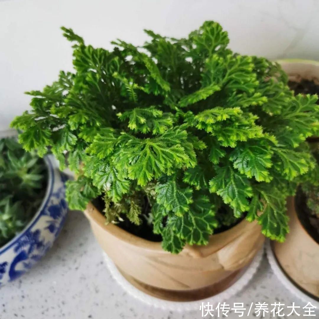 山上遇到“还魂”草，千万不要挖，养不活还破坏环境