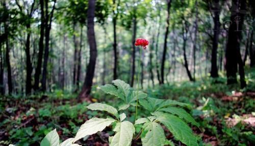 男性|前列腺是男性“阳气根源”,平时多吃这4物来保养,远离夫妻尴尬