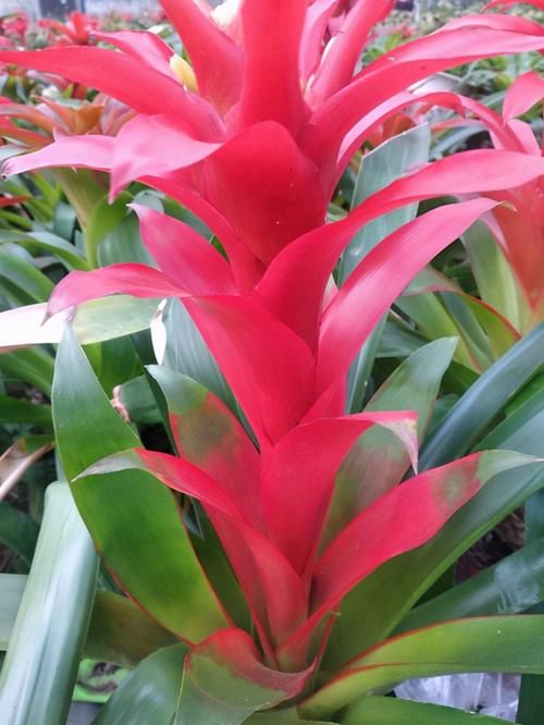 潮湿|养花浇水很关键,5种花的浇水方法,你也成为养花高手