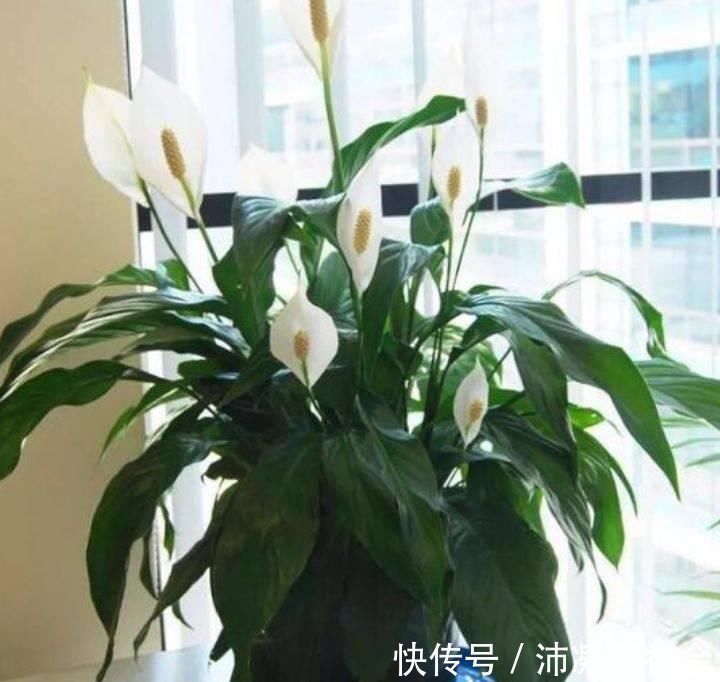 家养5种旺运花，富贵好运财源滚滚来，懂花的人都在养