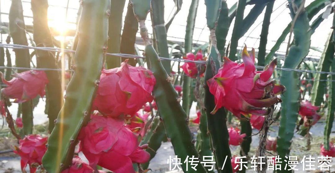 美味|小暑将至若条件允许,这6种水果记得要多吃,营养美味还不贵