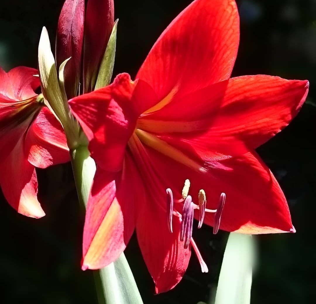 王大爷养君子兰,1年只用2种肥料,叶子翠绿开花多