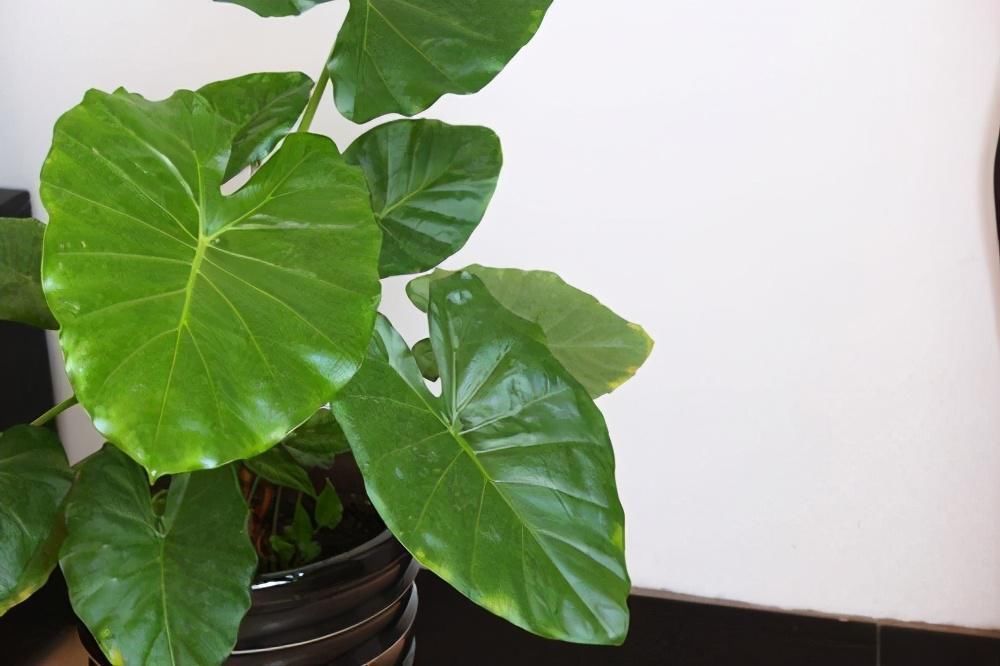 4种有害的花不能放客厅,家有老人小孩要注意,赶紧清理掉