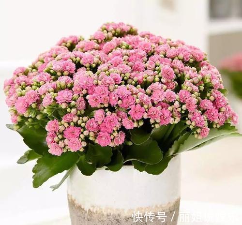 长寿花开花漂亮,花期长,深受人们喜爱,就像是新娘的手捧花